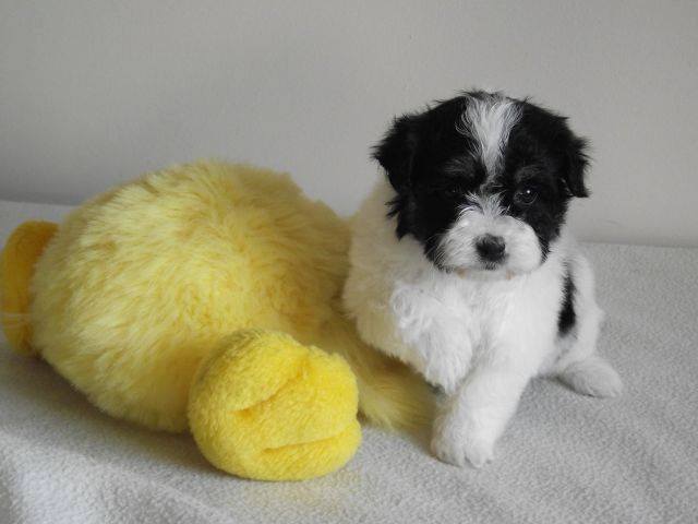http://www.angelnavajo.cz/media/novinky1.6.az30.11./lili.jpg